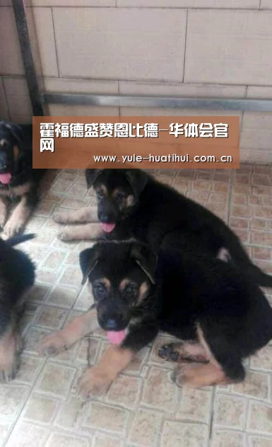 华体会